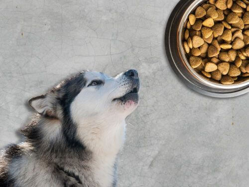 Best Dog Food For Alaskan Malamutes chapter 1