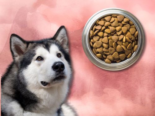 Best Dog Food For Alaskan Malamutes chapter 3
