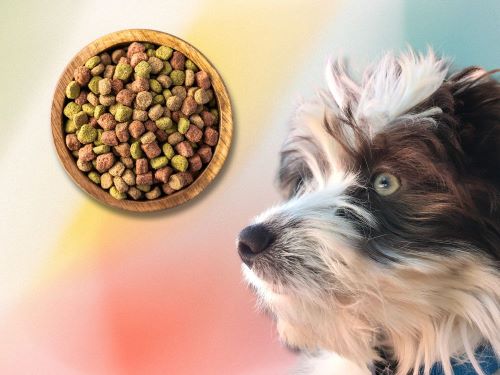 Best Dog Food For Aussiedoodles chapter 2