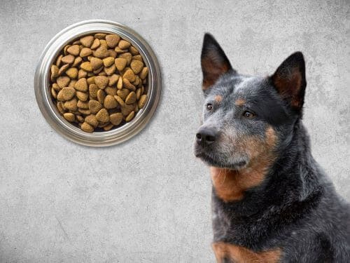 Best Dog Food For Australian Cattle Dogs chapter 2