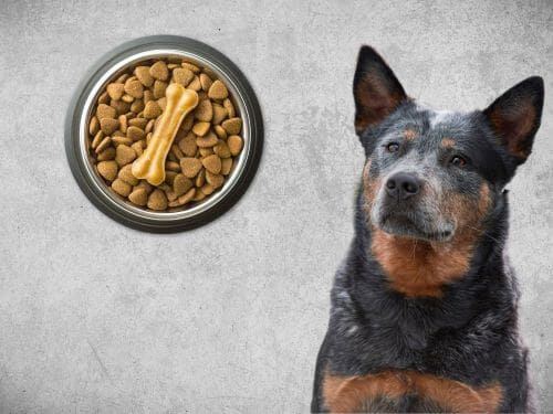 Best Dog Food For Australian Cattle Dogs chapter 3