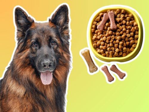 Best Dog Food For Belgian Tervuren chapter 2