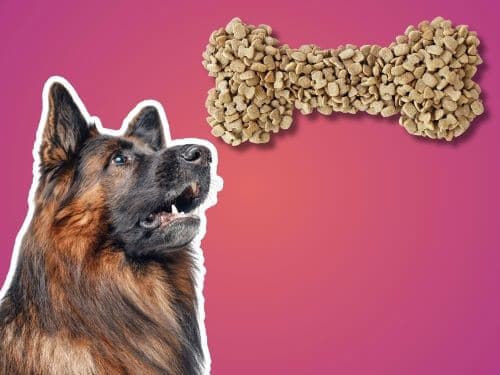 Best Dog Food For Belgian Tervuren chapter 3