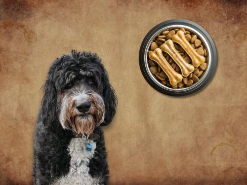 Best Dog Food For Bernedoodles chapter 3