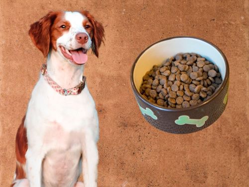 Best Dog Food For Brittanys chapter 1