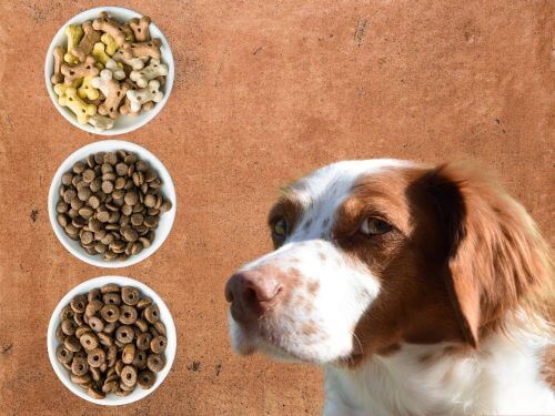 Best Dog Food For Brittanys chapter 3