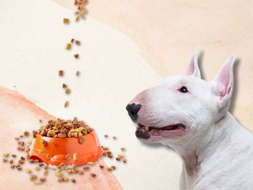 Best Dog Food For Bull Terriers chapter 1