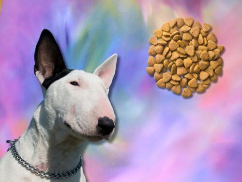 Best Dog Food For Bull Terriers chapter 3