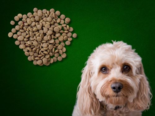 Best Dog Food For Cavapoos chapter 1
