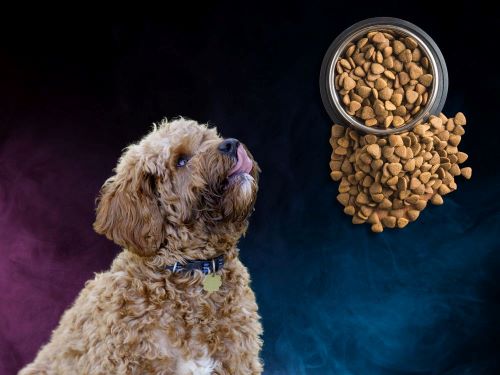 Best Dog Food For Cavapoos chapter 2