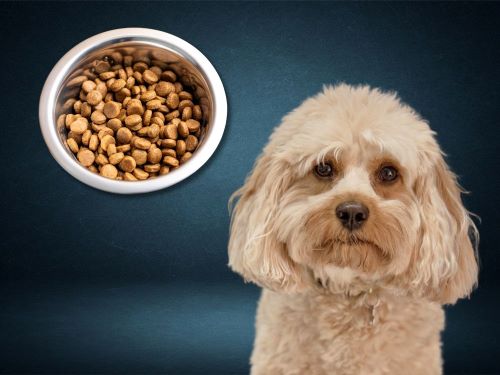 Best Dog Food For Cavapoos chapter 3