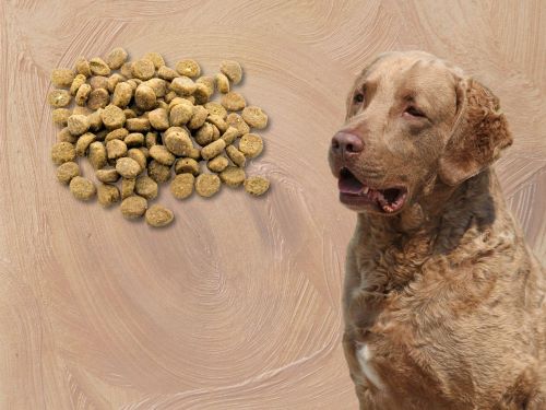 Best Dog Food For Chesapeake Bay Retrievers chapter 1