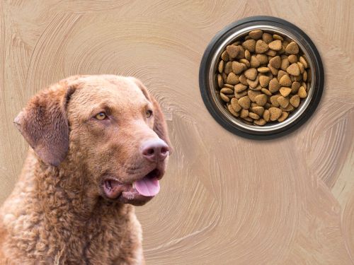 Best Dog Food For Chesapeake Bay Retrievers chapter 2