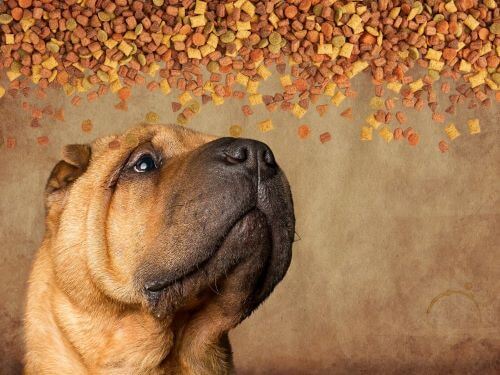Best Dog Food For Chinese Shar-Peis chapter 1