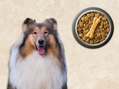 Best Dog Food For Collies chapter 3