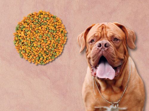 Best Dog Food For Dogues de Bordeaux chapter 1