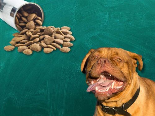 Best Dog Food For Dogues de Bordeaux chapter 2