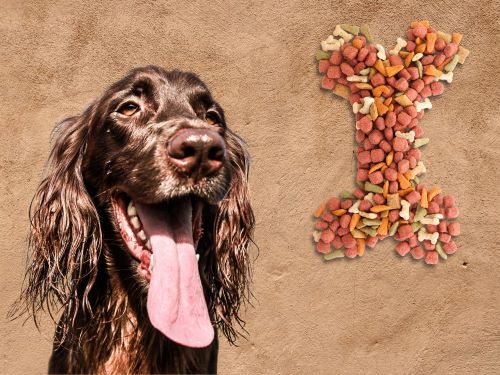 Best Dog Food For English Cocker Spaniels chapter 2