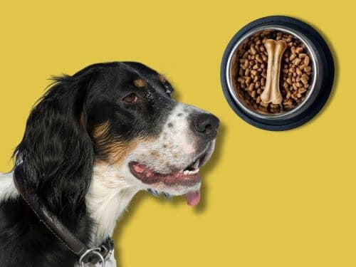 Best Dog Food For English Setters chapter 2