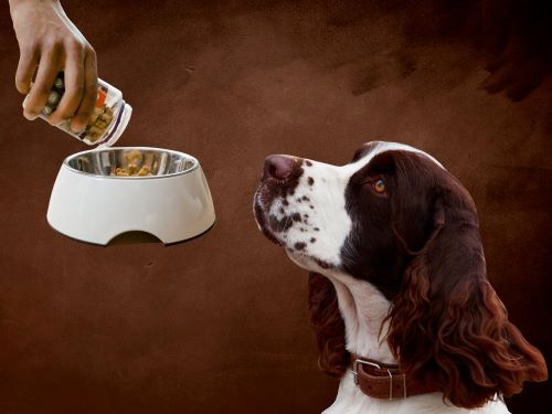best dog food for english springer spaniel chapter 2