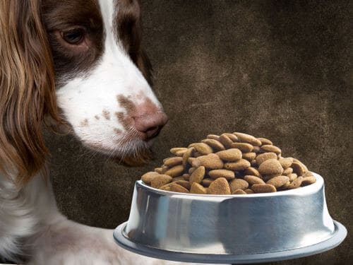 best dog food for english springer spaniel chapter 3