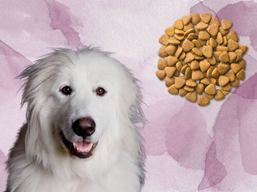 Best Dog Food For Great Pyrenees chapter 1