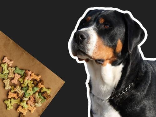 Best Dog Food For Greater Swiss Mountain DogsBest Dog Food For Greater Swiss Mountain Dogs chapter 1