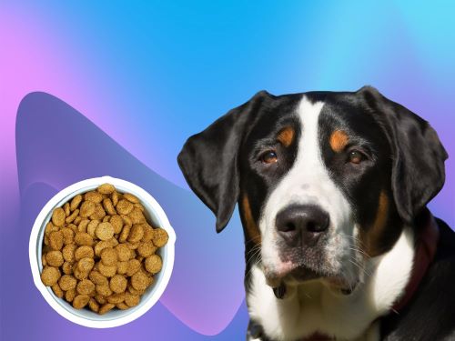 Best Dog Food For Greater Swiss Mountain Dogs chapter 3