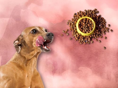 Best Dog Food For Italian Greyhounds chapter 3