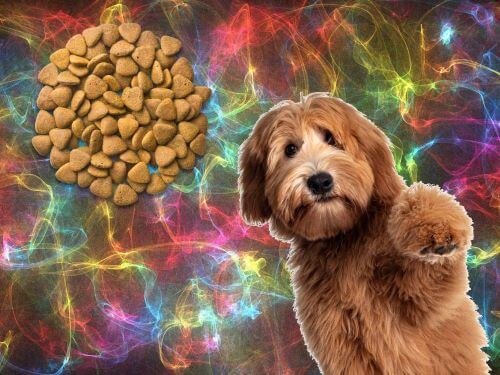 Best Dog Food For Labradoodles chapter 3
