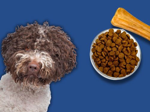 Best Dog Food For Lagotto Romagnoli chapter 3