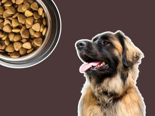 Best Dog Food For Leonbergers chapter 1