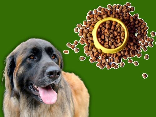Best Dog Food For Leonbergers chapter 2