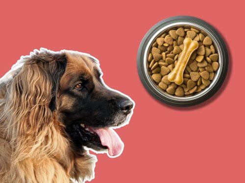 Best Dog Food For Leonbergers chapter 3