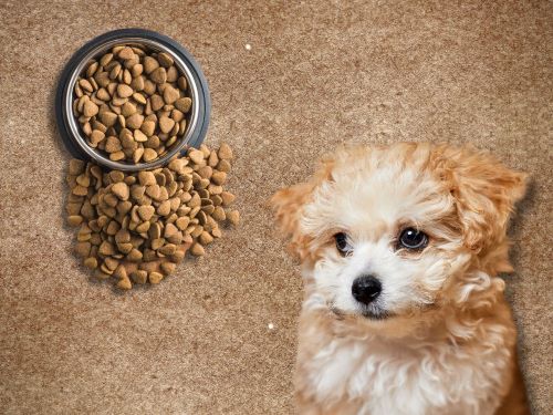 Best Dog Food For Maltipoos chapter 3