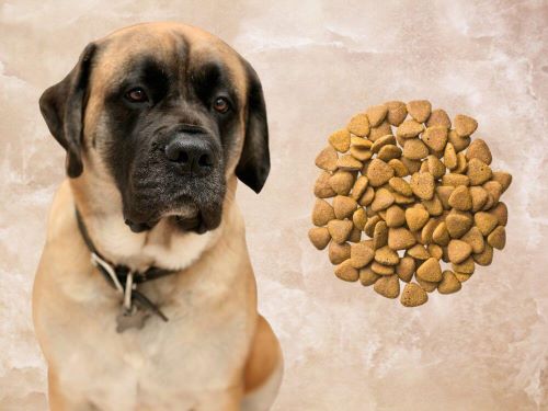 Best Dog Food For Mastiffs chapter 3
