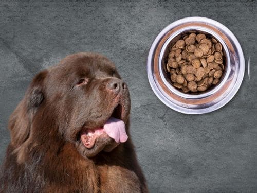 Best Dog Food For Newfoundlands Chapter 2