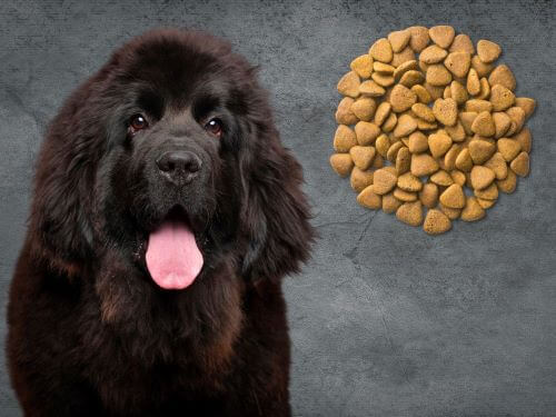 Best Dog Food For Newfoundlands Chapter 3