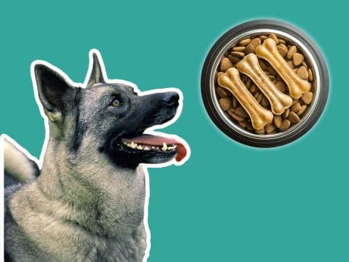 Best Dog Food For Norwegian Elkhounds chapter 1