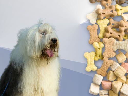 Best Dog Food For Old English Sheepdogs chapter 2