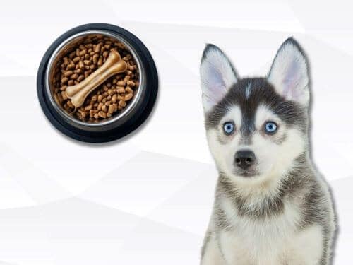 Best Dog Food For Pomskies chapter 1