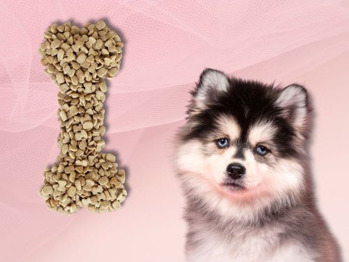 Best Dog Food For Pomskies chapter 2