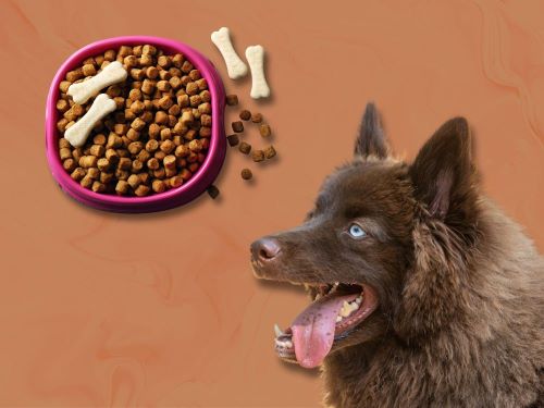 Best Dog Food For Pomskies chapter 3