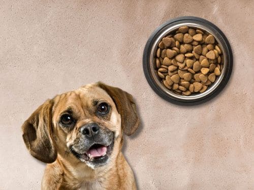 Best Dog Food For Puggles chapter 2