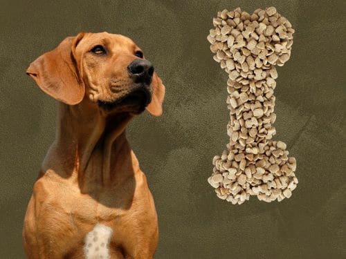 Best Dog Food For Rhodesian Ridgebacks Chapter 2
