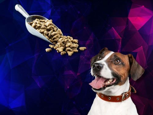 Best Dog Food For Russell Terriers chapter 1
