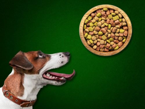 Best Dog Food For Russell Terriers chapter 2