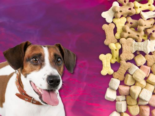 Best Dog Food For Russell Terriers chapter 3