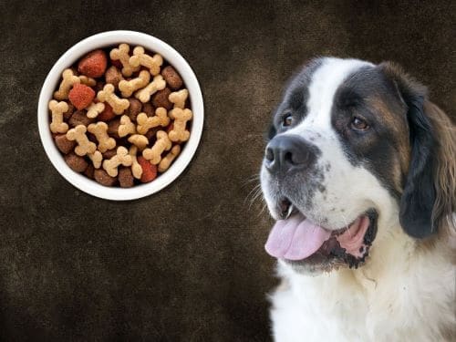 Best Dog Food For Saint Bernards chapter 1