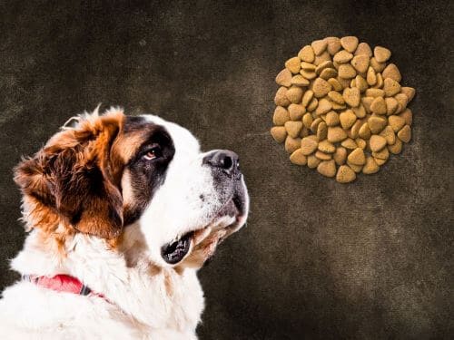 Best Dog Food For Saint Bernards chapter 2